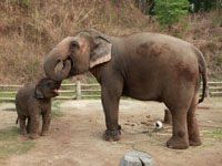 Elefants